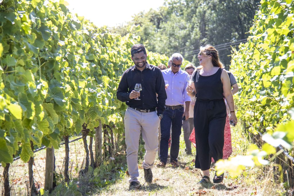 Photo of people walking through the vines
